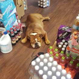 Harley - Bulldog