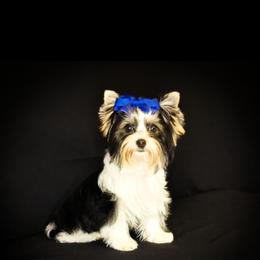 Rocky - Yorkshire Terrier