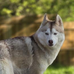 Avon - Siberian Husky