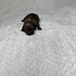 Girl 2 - female Dachshund puppy in Blackfoot, Idaho from 208 Weenies