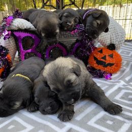 Shiloh Shepherd Puppies from Echo Shilohs