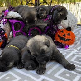 Shiloh Shepherd Puppies from Echo Shilohs