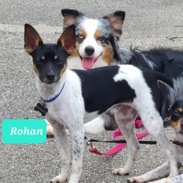 Rohan - Rat Terrier