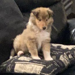Sophie - Collie