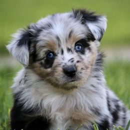 Australian Shepherd, Miniature American Shepherd, Miniature Australian Shepherd, and Toy Australian Shepherd Puppies from Painted Blue Aussies