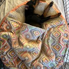 German Pinscher Puppies from LinDee Kennel