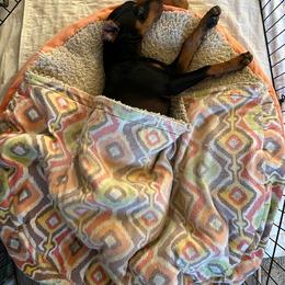 German Pinscher Puppies from LinDee Kennel