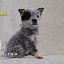 Linus Van Pelt - Blue male Australian Cattle Dog puppy in Silsbee, Texas from Rockin ND Ranch