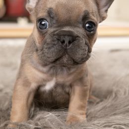 Blue Fawn Male - French Bulldog puppy in Vancouver, Washington from Summer Sky French Bulldogs