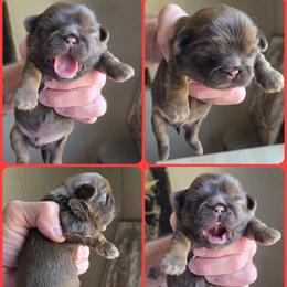 Boy 3 - Chocolate and tan male Shih Tzu puppy in Houston, Texas from Shih Tzu Houston