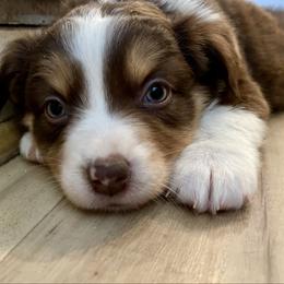 Heather - Red tri female Miniature Australian Shepherd puppy in Somerset, Kentucky from Natural Life Ranch