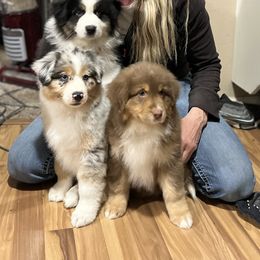 Australian Shepherd Puppies from High West Aussies