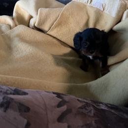 Bow - Black and tan male Cavalier King Charles Spaniel puppy in Bullhead City, Arizona from Country Candy Cavaliers