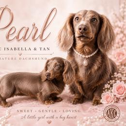 Pearl - Dachshund