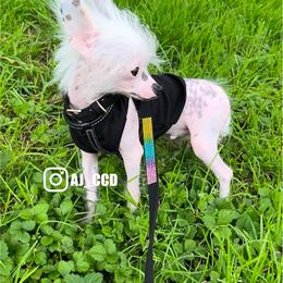 Chinese Crested Puppies from Lucky Star Chinese Crested Dog