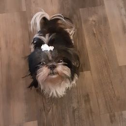 Maylynn  - Shih Tzu