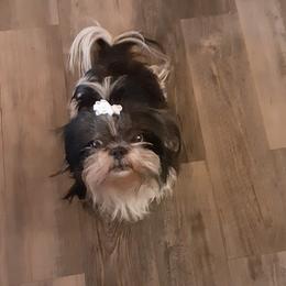 Maylynn  - Shih Tzu