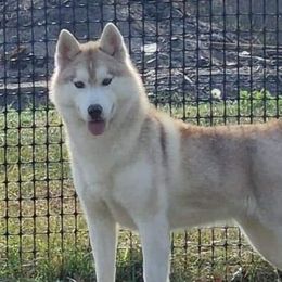 Hush - Siberian Husky