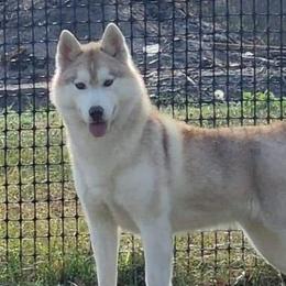 Hush - Siberian Husky