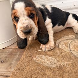 Boy 6 - Black brown and white male Basset Hound puppy in Conway, Missouri from Ozark Mountain Kennel