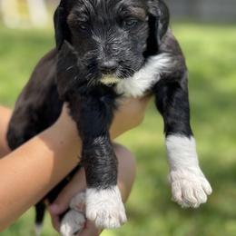 Bernedoodle Puppies from Creekside Doodles