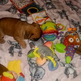 French Bulldog Puppies from Ma Chérie French Bulldogs