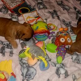 French Bulldog Puppies from Ma Chérie French Bulldogs