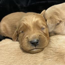 Timber - Golden male Golden Retriever puppy in Blackfoot, Idaho from Ivy’s Goldens