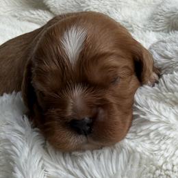 Garnet (Yellow) - Ruby male Cavalier King Charles Spaniel puppy in Auburn, Washington from Enchanted Cavaliers