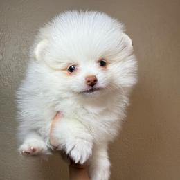 Chase The Great - White male Pomeranian puppy in Phoenix, Arizona from Luxpomz