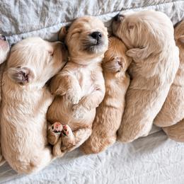 Goldendoodle Puppies from Sandy Creek Doodles