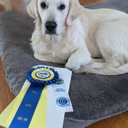 Golden Retriever Puppies from Cruz'n Golden Retrievers