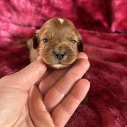 Scarlet - Red female Cavapoo puppy in Knoxville, Tennessee from Rocky Top Cavapoos