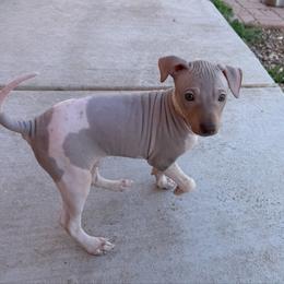 Pepsi - White and chocolate male American Hairless Terrier puppy in Arizona City, Arizona from Gaus Hof