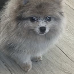 Mila - Blue merle female Pomeranian puppy in Brentwood, California from Royalpawpoms