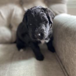 Bernedoodle, Goldendoodle, and Sheepadoodle Puppies from Dhalia’s Doodles