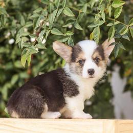 Brody - Black and tan male Pembroke Welsh Corgi puppy in Caliente, California from Rafter Cross 7