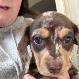 Snake Bite Girl - Dapple female Dachshund puppy in Guthrie, Oklahoma from Kingdom Mini Dashchunds