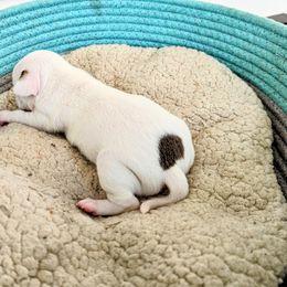Chihuahua Puppies from Wilds Farms