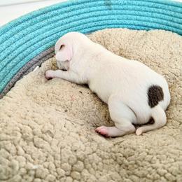 Chihuahua Puppies from Wilds Farms
