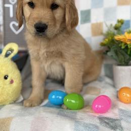 Mr. Blue - Golden male Golden Retriever puppy in Tonasket, Washington from Hailey’s Goldens