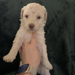 Plum - Cream female Goldendoodle puppy in Richmond, Texas from Harper’s Heartbeats