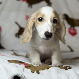 Boy 4 - Piebald male Dachshund puppy in Waycross, Georgia from Camie's Dachshunds