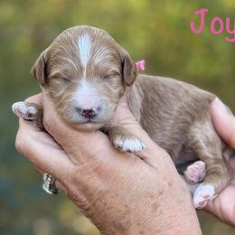 Joy - Red  female Goldendoodle puppy in Newnan, Georgia from Wagging Tailz Pups