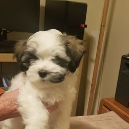 Boy 4 - Havanese puppy in North Plains, Oregon from Shadybrook Havanese