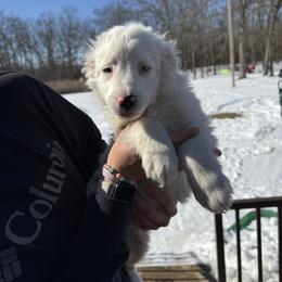 Boy 4 - Dapple male Dachshund puppy in Cabool, Missouri from Shannon Dachshunds
