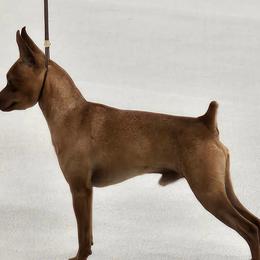 Ray - Miniature Pinscher