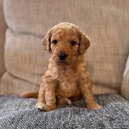 Gunner - Apricot male Goldendoodle puppy in Fayetteville, Arkansas from Mountain Grove Doodles