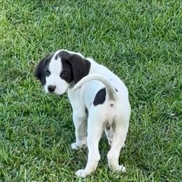 Hunter - White and liver male German Shorthaired Pointer puppy in Slocomb, Alabama from Rachel's German Shorthaired Pointers