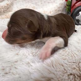 Julia - Red tri-color female Australian Shepherd puppy in Boise, Idaho from Black Canyon Corral Aussies